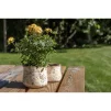 Кашпо, 14*12 см, кераміка - 3